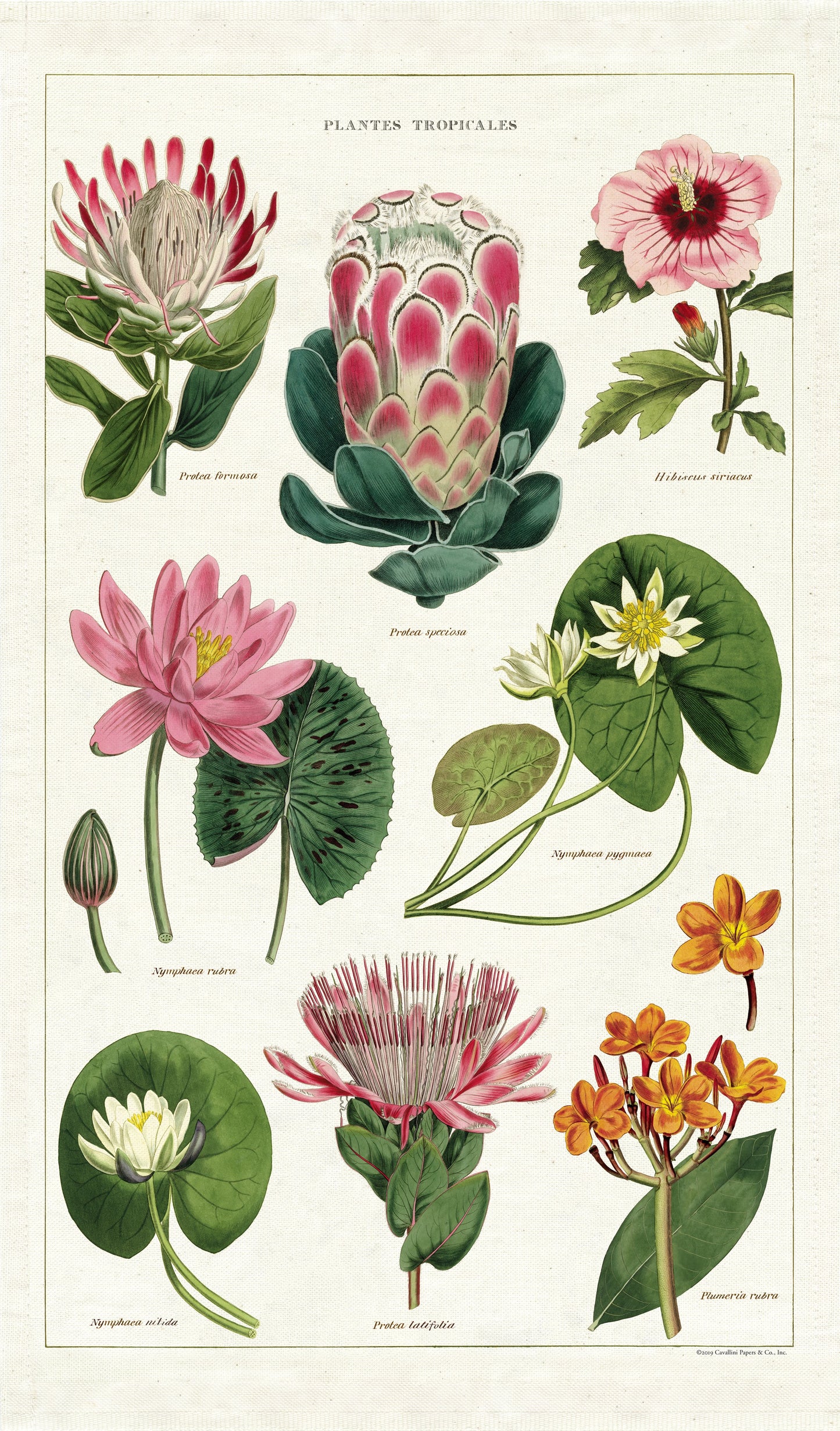 Planten Vintage Tea Towels